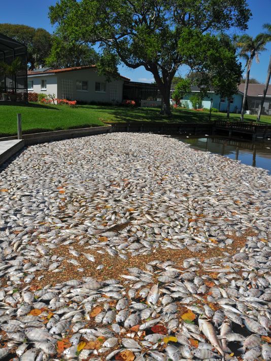 Indian-River-Lagoon-fish-kill-in-Florida-3