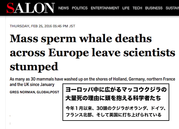whale-europe-deaths