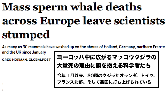 eu-whale-deaths