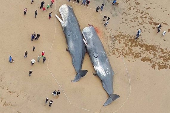 german-whale-death