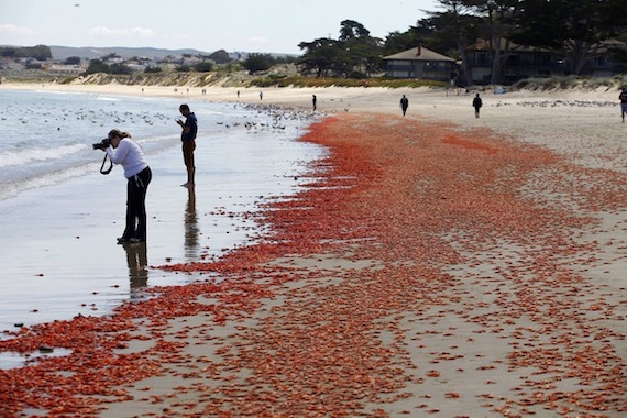 Millions of pelagic red crabs washed up on Del Monte Beach