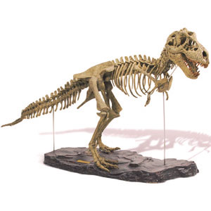 dinosaur-bone-01