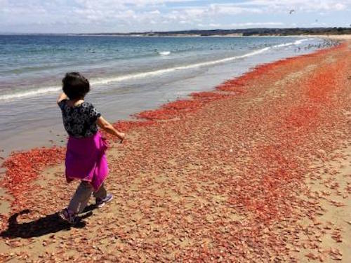 Millions of pelagic red crabs washed up on Del Monte Beach in Monterey on Monday, May 23, 2016. (Vern Fisher - Monterey Herald)