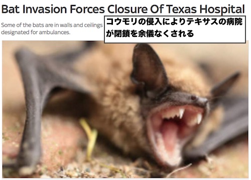 texas-bat-invades