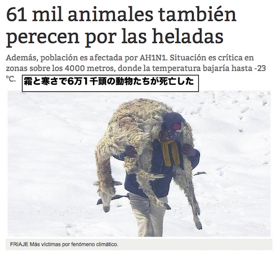 peru-cold-61000-animals-dead
