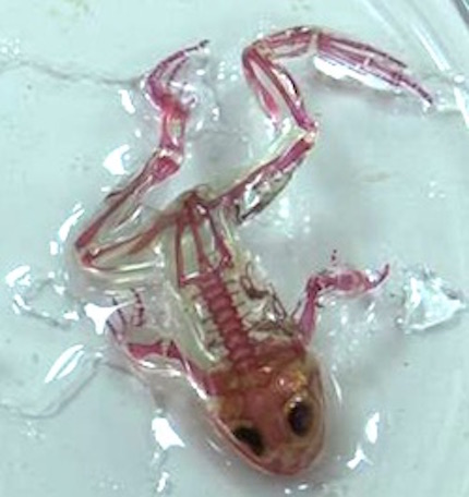 transparent-frog