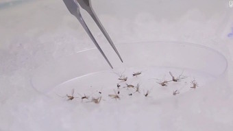 brazil-rio-zika-mosquito