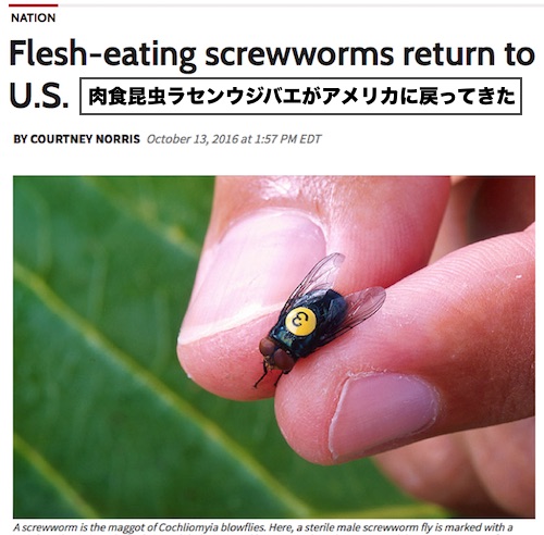 screwworm-back-us