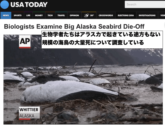 alaska-sea-birds-die-off02