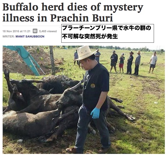thai-buffalo-deaths