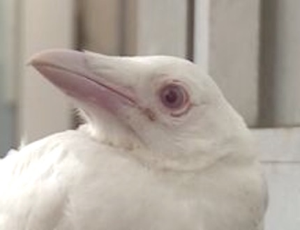 京都で捕らえられた白いカラスはアルビノではなく 本当に羽が白い稀少なカラス なのかも 地球の記録 アース カタストロフ レビュー