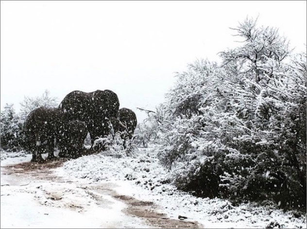 南アフリカ南端で大雪が降り サファリの野生動物たちが雪の中に佇む珍しい姿が報じられる 地球の記録 アース カタストロフ レビュー