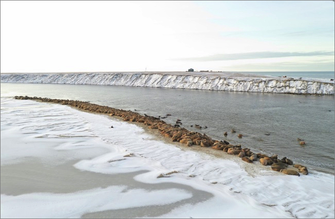 ロシアのヤマロ・ネネツ自治管区の海岸で、これまで起きたことのない「1000頭以上のセイウチの群れが集結」という事態が発生。原因を調査中