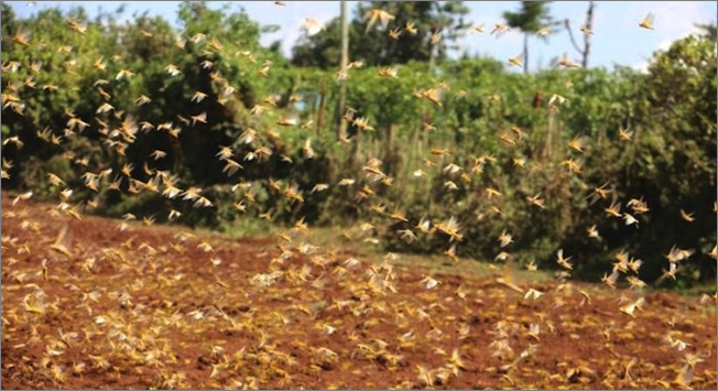 2021年も大規模なイナゴ（サバクトビバッタ）の大群が東アフリカで大発生しており、アジアに向かって移動中。またも史上空前の殺虫剤散布が…